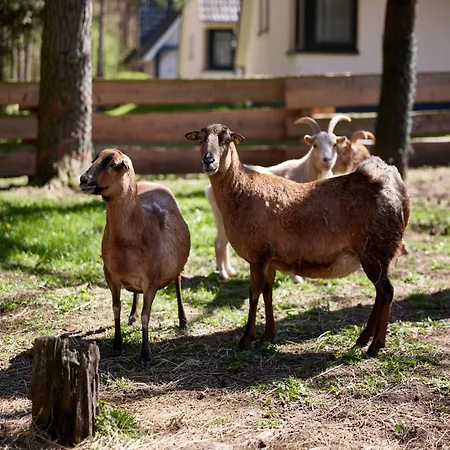 Doppelhaushaelften Im Naturresort Tatil Evi